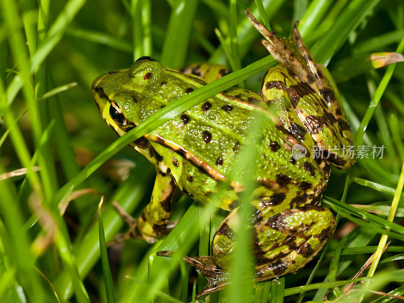 食用蛙(Pelophylax esculentus)